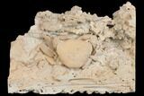 Fossil Crab (Potamon) Preserved in Travertine - Turkey #145048-1